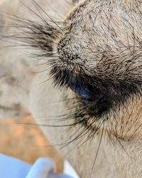 Close-up of cat