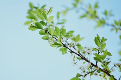 Low angle view of tree against sky