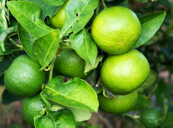 Close-up of green lime on tree