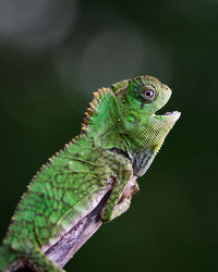 Close-up of dragon forest iguana