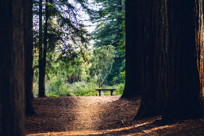 Trees in forest