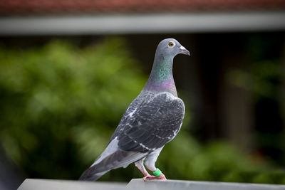 Close-up of pigeon perching