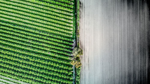 Scenic view of agricultural field