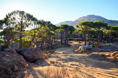 Scenic view of trees against clear sky