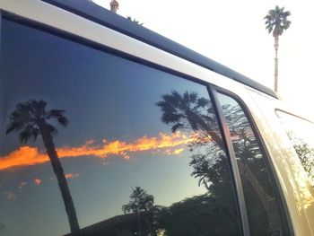 Low angle view of palm trees against sky