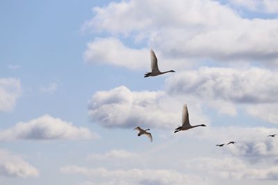 Low angle view of seagulls flying