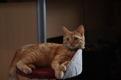 Close-up portrait of a cat