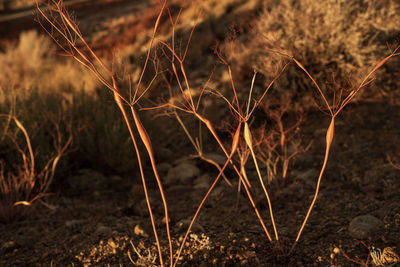 Close-up of dried plant on field