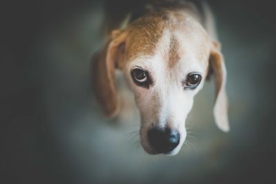 Close-up portrait of dog