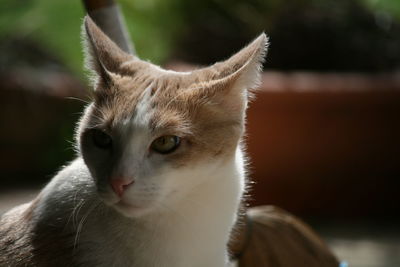 Close-up of cat outdoors