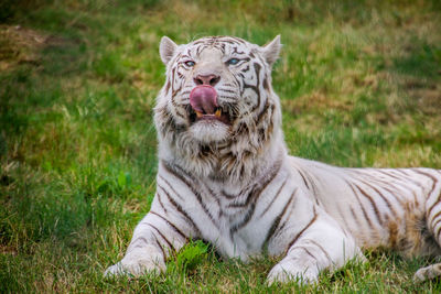 Tiger in a field