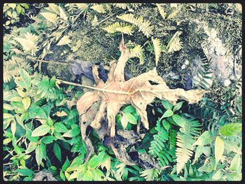 Full frame shot of leaves