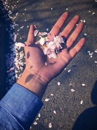 High angle view of hand holding flower petals