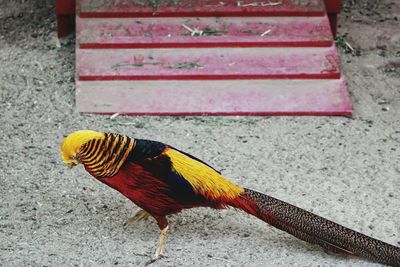 Close-up of bird perching on yellow