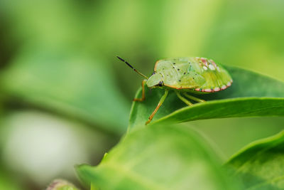 Close-up of insect on leaf