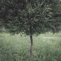Trees on grassy field