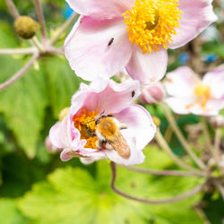 Close-up of bee pollinating on pink flower