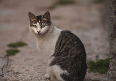 Portrait of cat