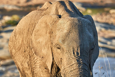Close-up of elephant