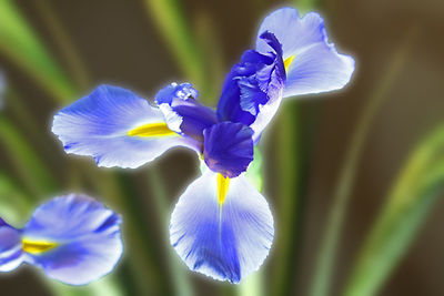 Close-up of purple flowers