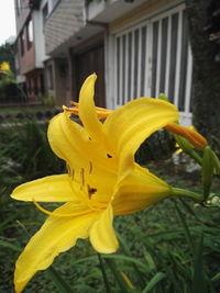 Close-up of yellow flower