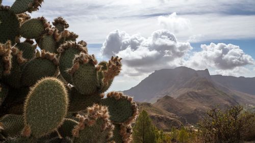 Cactus plants growing on land against sky