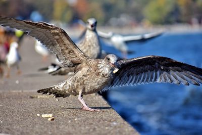 Seagulls at the baltic sea in gdynia poland