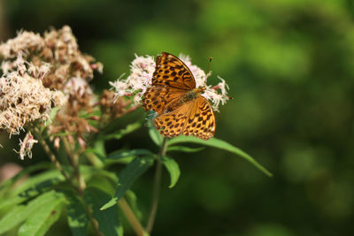 Close-up of butterfly pollinating flower