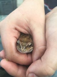 Cropped hand of person holding frog in zoo