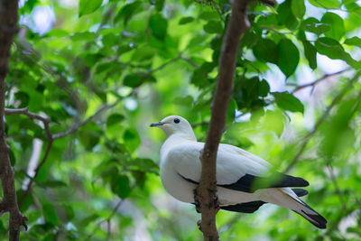 Bird perching on a tree