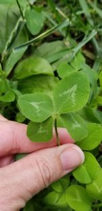 Close-up of hand holding leaves