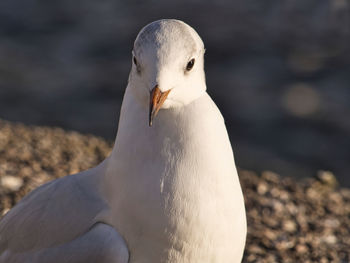 Black-headed gull in winter plumage