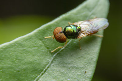 Close-up of fly on leaf