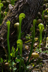 Close-up of moss growing on tree trunk