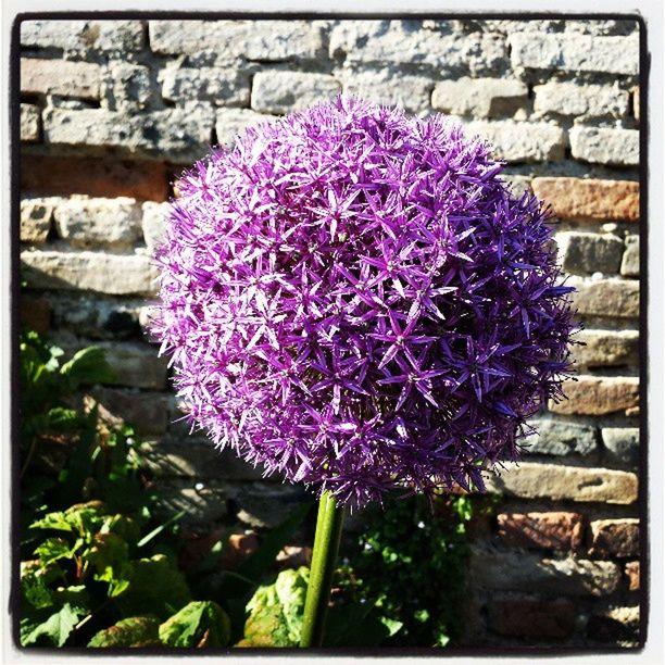 flower, freshness, fragility, growth, petal, plant, close-up, flower head, purple, beauty in nature, nature, blooming, pink color, in bloom, blossom, botany, auto post production filter, outdoors, day, springtime