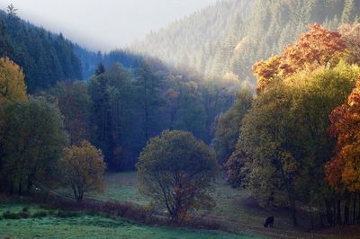Trees in forest during autumn