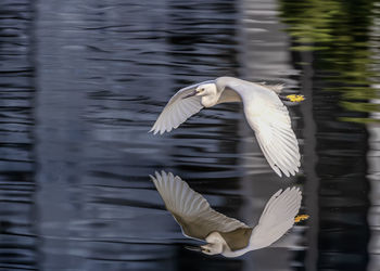 Seagull flying over lake