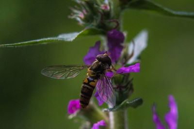 Close-up of insect on purple flower
