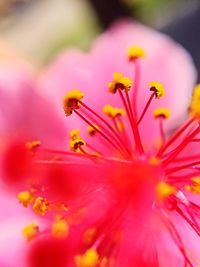 Close-up of pink flower