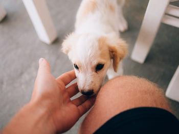 Midsection of person with dog
