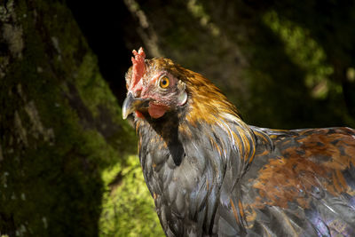 Close-up of rooster