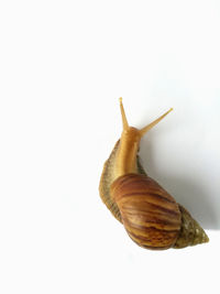 Close-up of snail against white background