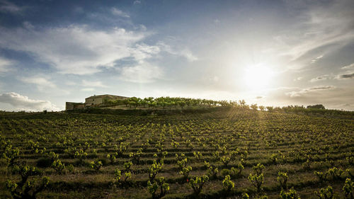 Scenic view of agricultural field against sky