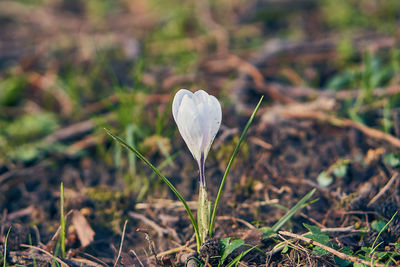 Close-up of white crocus flower on field