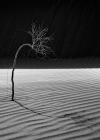 
a dead desert plant in the silence of loneliness of maranjab nights