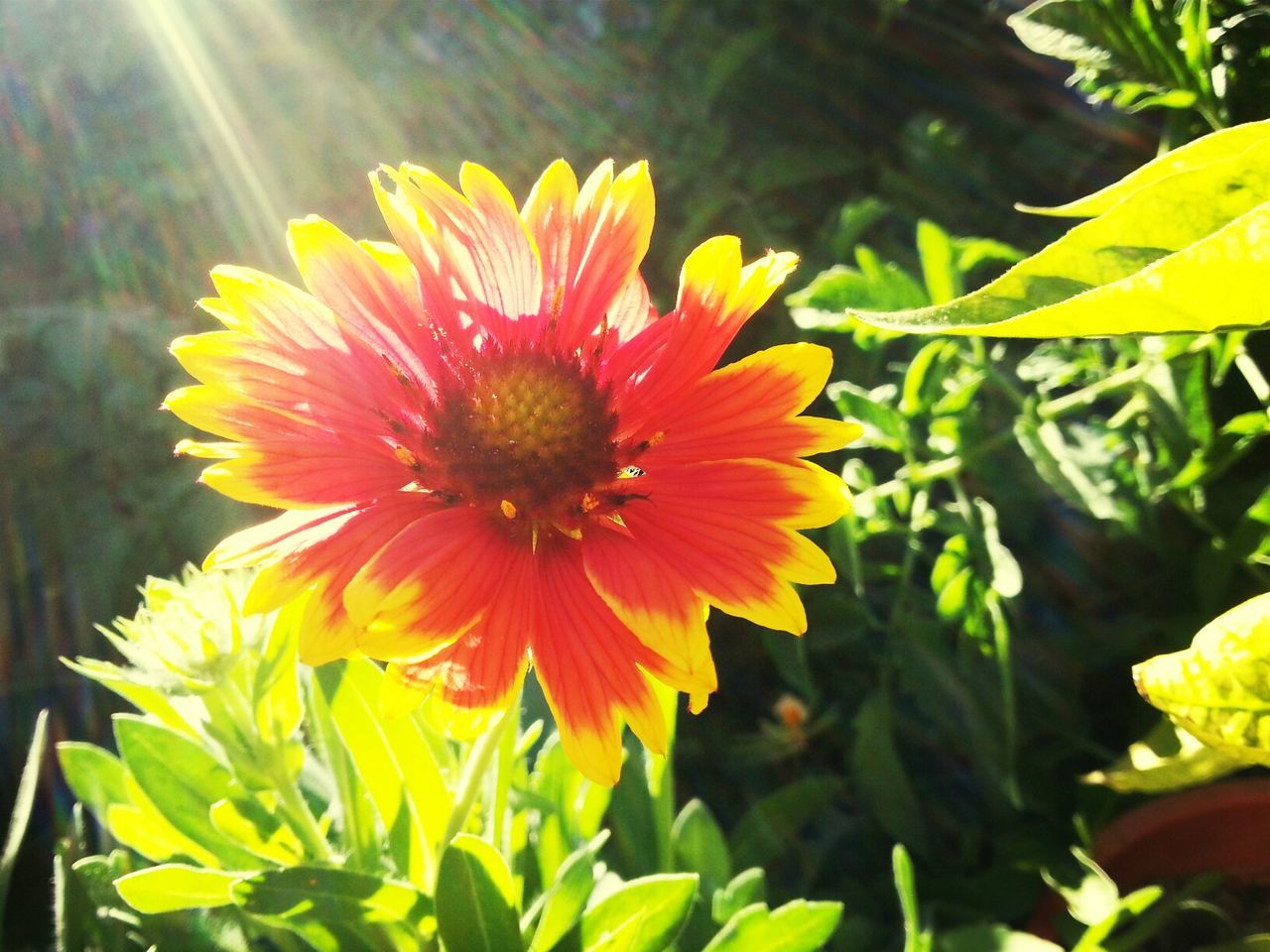 flower, petal, freshness, flower head, fragility, growth, yellow, beauty in nature, plant, blooming, nature, close-up, single flower, pollen, leaf, focus on foreground, in bloom, park - man made space, sunlight, day