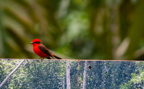 Close-up of bird perching on railing