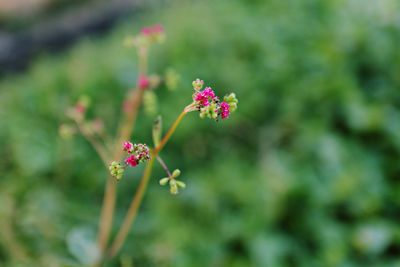 Close-up of pink flowering plant