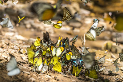 Close-up of bee on ground