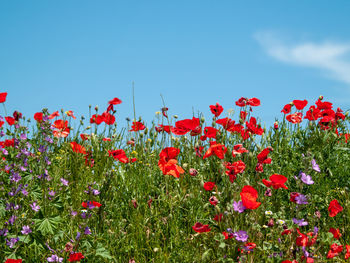 Close-up of red poppy flowers on field against sky